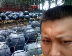 扶沟尚村龙卷风西瓜