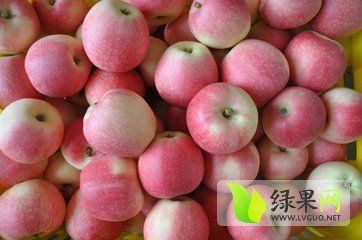 2015年陕西大荔嘎啦价格
