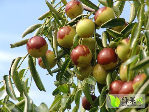 2015年陕西大荔冬枣价格