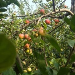 供应临猗嘎啦苹果