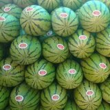 会宁西瓜质量上乘郭城诚信合作