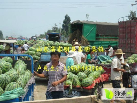 2015年山东东明麒麟西瓜价格