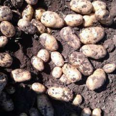 围场朝阳8月荷兰十五土豆