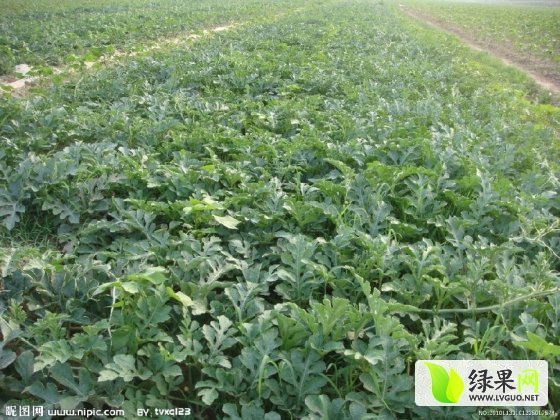 2015年吉林公主岭地雷瓜价格
