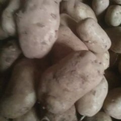 威宁秀水7月荷兰十五土豆