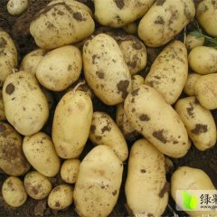 围场朝阳7月荷兰十五土豆