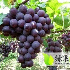 大粒大串威县巨峰葡萄
