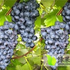 河南省西华县黄泛区农场夏黑、蓝宝