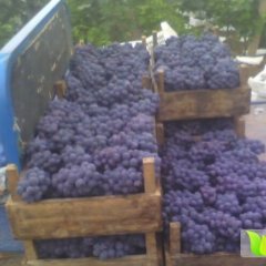 河北晋州市京亚葡萄著名品种