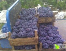 河北晋州市京亚葡萄著名品种