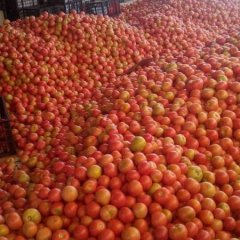 宁夏永宁欧盾西红柿