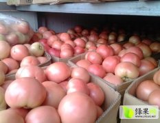 2015河南民权县西红柿即将大量上市！！！