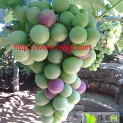 鲅鱼圈葡萄上货量大,熊岳张新余诚信合作