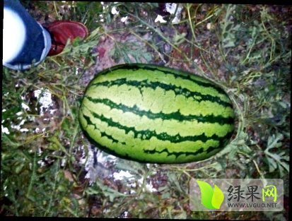 长花瓜价格