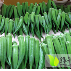 滑县白道7月黄秋葵营养丰富