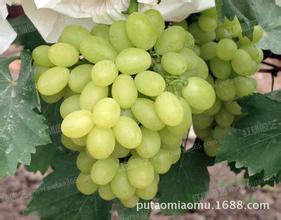 晋州套袋维多利亚葡萄上市啦