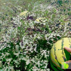 甘肃会宁丰抗8号西瓜价格行情平稳利润大