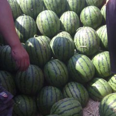 双城西瓜口感爽口,朝阳马春明诚信合作