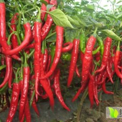 山西忻府红辣椒盛产基地