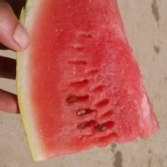 白银区西瓜绿色无公害,郭城小汪诚信合作