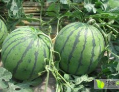 河南扶沟花皮无籽西瓜名扬天下