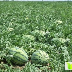 甘州金城5号价格稳定_鲜盈果行