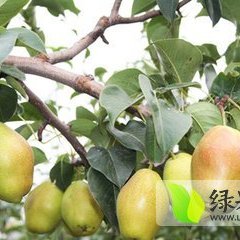 2015大荔梨收购工作全面开展