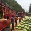 鄢陵陶城贾先生新红宝西瓜