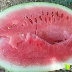 2015定边金花一号大量上市