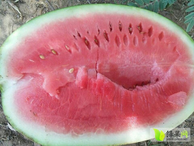 2015年陕西定边金花一号价格