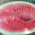 2015定边金花一号大量上市