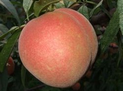 大荔两宜周建忠7月中华桃王蜜桃