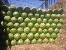 会宁西瓜著名品种,郭城赵中程诚信合作