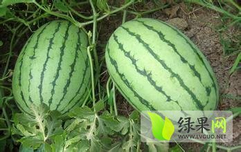 2015年内蒙古库伦旗金城5号价格