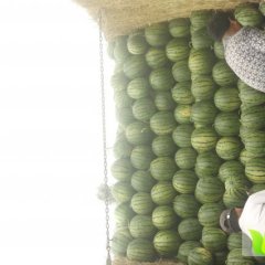 翁牛特旗西瓜质量上乘桥头李杰诚信合作