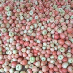 东昌府沙镇董士友7月硬粉西红柿