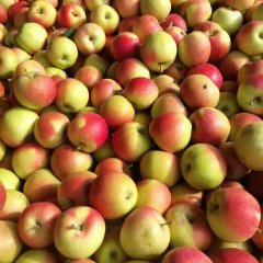 临猗苹果营养丰富东张张艳云诚信合作