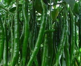 忻府山西罗建宇7月L3F1辣椒