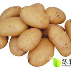 济南胡玉刚7月大西洋土豆