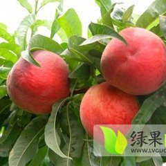 大荔蜜桃聚焦市场,范家燕孝鹏诚信合作