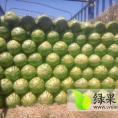 会宁西瓜绿色无公害,郭城赵博章诚信合作