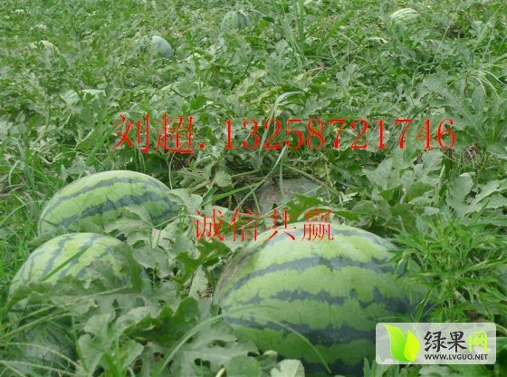 2015年吉林公主岭地雷瓜价格