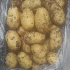 2015围场土豆今年价格有看点