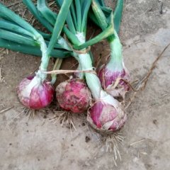 2015惠民洋葱价格波动不大