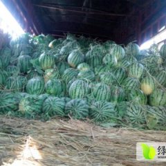 双城双城刘大全7月地雷瓜西瓜