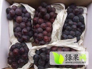 2015临猗葡萄值得出手