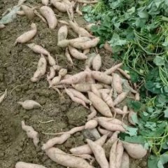 衡水深州有一百亩商薯19出售，另有一百多亩紫罗兰