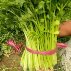 2015禹城芹菜今年价格有看点