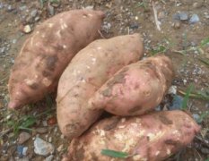 湖北宜城数十万亩红薯已经大量上市