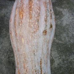 湖南君山金韩蜜本南瓜口感爽口